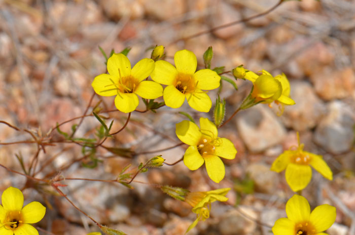 Leptosiphon aureus, Golden Desert-trumpets